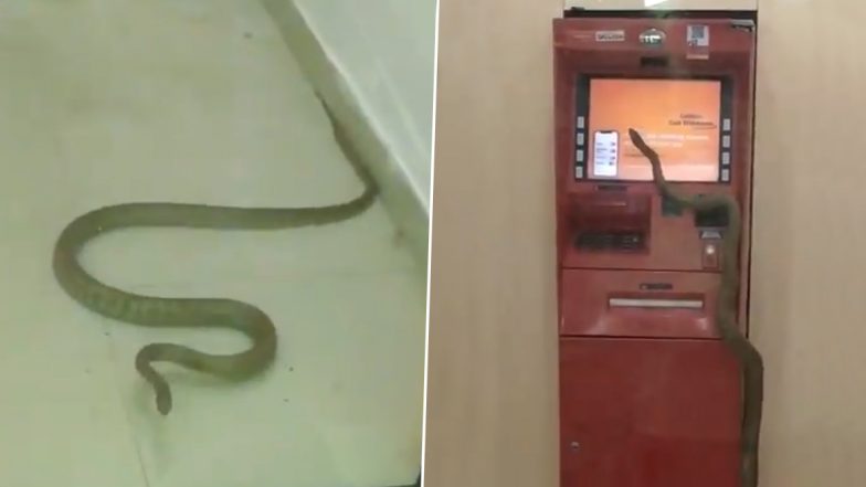 Viral Video of a Huge Snake Inside an ATM Vestibule in Ghaziabad Is Sending Chills down the Spine of Netizens