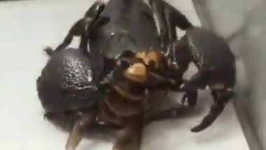 Murder Hornet Shred into Pieces and Devoured by Scorpion in a Viral Video Making Netizens Come up with Funny Memes and Jokes