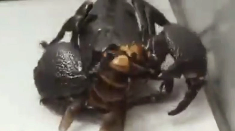 Murder Hornet Shred into Pieces and Devoured by Scorpion in a Viral Video