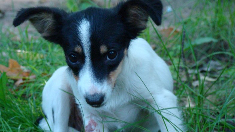 Adorable Puppy with Hair Growing Through His Eyes Rescued from Being Put down for Being of 'No Use'