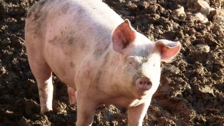 African Swine Flu Kills 13,000 Pigs in Assam, Kaziranga National Park Officials Dig Canal in Agoratoli to Stop Wild Boars From Going to Nearby Villages