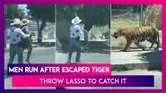 Tiger Takes A Stroll On Mexico&rsquo;s Streets, Is Captured Using A Lasso: Bizarre Scene Caught On Camera