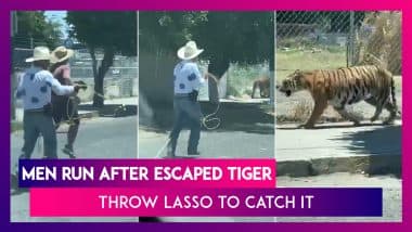 Tiger Takes A Stroll On Mexico’s Streets, Is Captured Using A Lasso: Bizarre Scene Caught On Camera