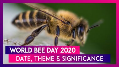 World Bee Day 2020 Date & Theme: Significance of The Day Raising Awareness About The Pollinators