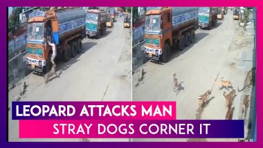 Leopard Attacks Man In Hyderabad, Stray Dogs Corner The Big Cat; Watch The Scary Video