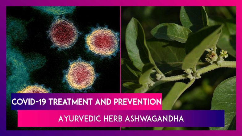 Ashwagandha In Fight Against COVID-19 Know The Benefits 