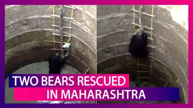 Two Bears Rescued From A Well In Maharashtra, One Climbs Ladder To Come Out; Rescue Video Wins Hearts