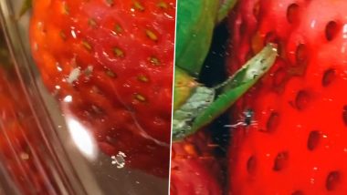 Squirming Worms in Strawberries You May Have Ignored, Exposed by This TikTok Trick! Watch Shocking Viral Videos of Netizens Removing Tiny Bugs Camouflaging in the Fruit