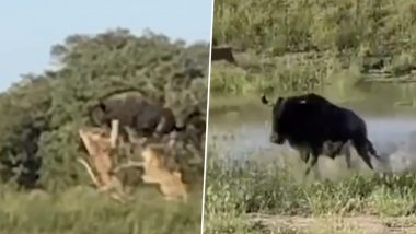 Video of Buffalo's Mighty Leap Over a Pride of Lions to Escape an Attack Is Going Viral on Twitter!