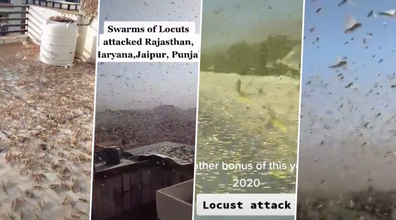 Terrifying Locust Attack TikTok Videos from Rajasthan, Madhya Pradesh, Punjab Go Viral