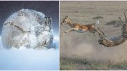 2020 BigPicture Photography Competition Winners Announced: Check Award Winning Photos Showcasing the Best of Wildlife and Nature