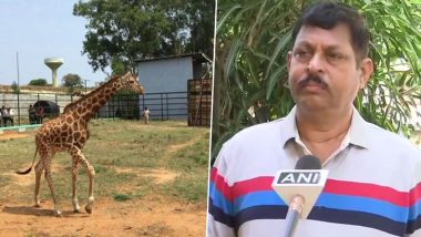 Yadhunandan, Giraffe Adopted by Retd. Wing Commissioner GB Athri by Donating Rs 1 Lakh at Bannerghatta Biological Park in Bangalore (View Pics)