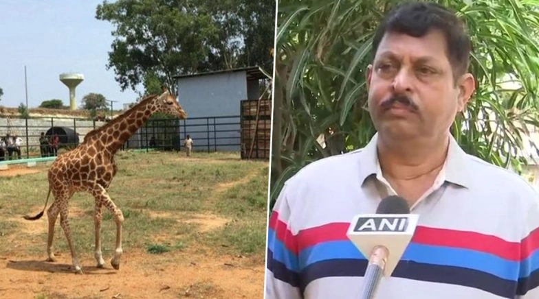 Yadhunandan, Giraffe at Bangalore Zoo Adopted by Retd. Wing Commissioner GB Athri