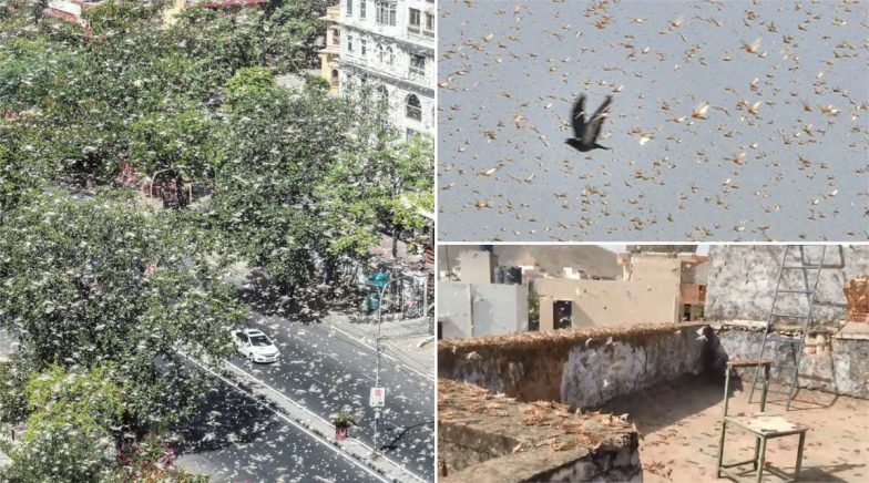 Locust Swarm Attacks North India: See Scary Pics and Videos of 'Tiddi Dal' From Various States