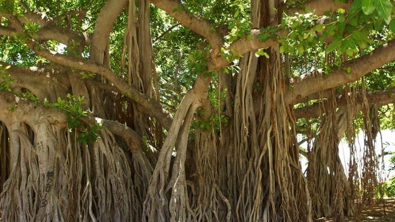 Vat Savitri Vrat and Puja 2020: What Is the Significance of Bargad Ka Ped? Reasons Why Banyan Tree Is Essential for the Hindu Festival