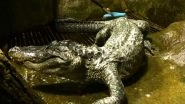 &lsquo;Hitler&rsquo;s Alligator&rsquo;, Saturn That Survived Berlin World War II Bombing Dies in Moscow Zoo Aged 84 (View Pics & Video)