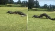 Alligators Engage in Fierce Battle at South Carolina Golf Course For Two Hours as Golfers Watch on, Scary Video Goes Viral