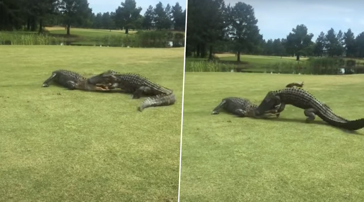 Alligators Engage in Fierce Battle at South Carolina Golf Course ...
