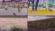 Animals Reclaiming The Earth: 13 Instances of Animals and Birds Roaming Freely During Coronavirus Lockdown From Around The World (Watch Viral Pics And Videos)