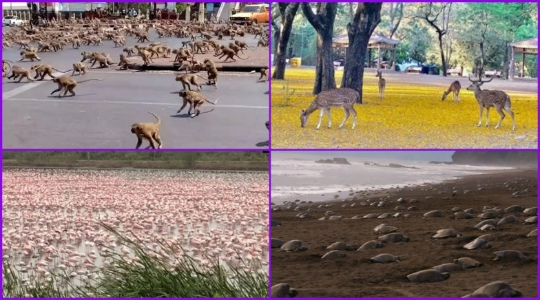 Animals Reclaiming The Earth:  Instances of Animals and Birds Spotted Roaming Freely in Lockdown