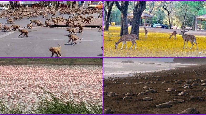 Animals Reclaiming The Earth: 13 Instances of Animals and Birds Roaming Freely During Coronavirus Lockdown From Around The World (Watch Viral Pics And Videos)