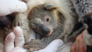 Ash, First Koala Born in Australian Reptile Park After Devastating Bushfires Gives Reason to Have Hope in 2020! (Watch Adorable Video)