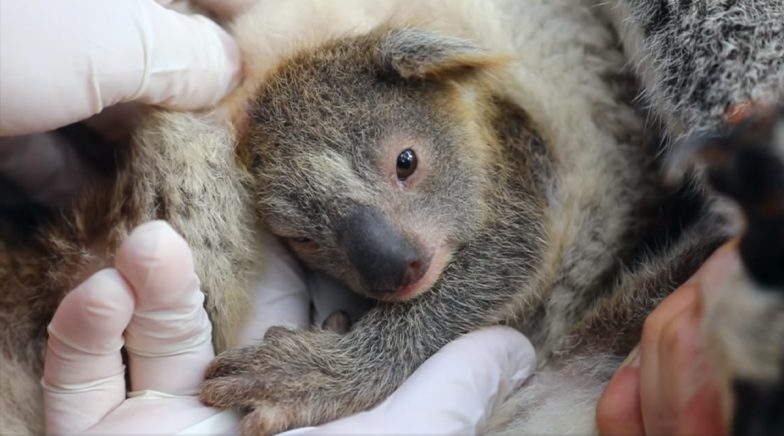 Ash, First Koala Born in Australian Reptile Park After Devastating Bushfires! (Watch Video)