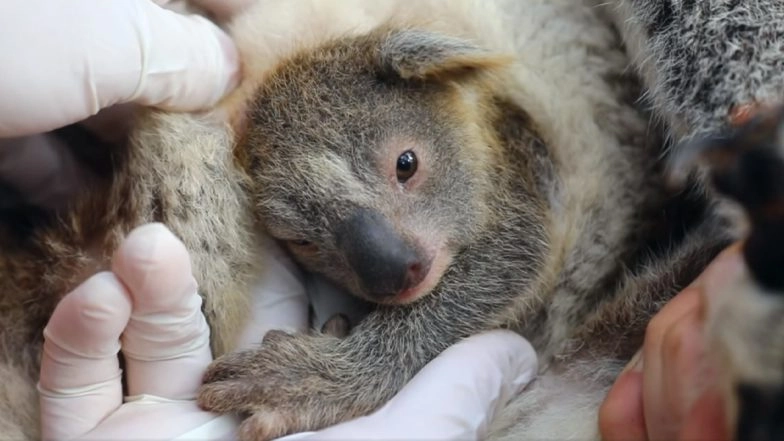 Ash, First Koala Born in Australian Reptile Park After Devastating Bushfires Gives Reason to Have Hope in 2020! (Watch Adorable Video)