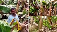 Heavy Summer Rain Damage 40,000 Banana Plants in Kerala's Wayanad Adding Woes To Farmers Who Are Facing Losses Due to COVID-19 Lockdown