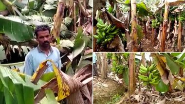 Heavy Summer Rain Damage 40,000 Banana Plants in Kerala's Wayanad Adding Woes To Farmers Who Are Facing Losses Due to COVID-19 Lockdown