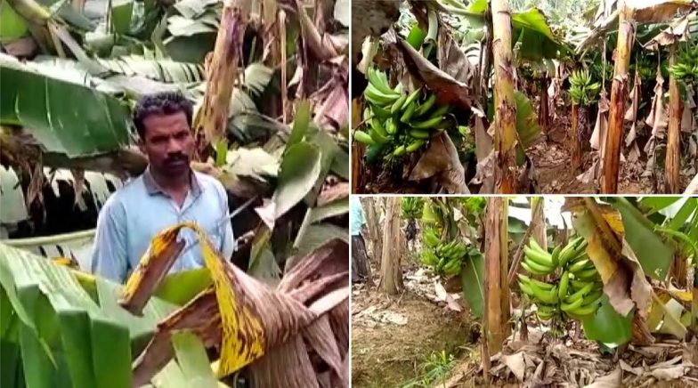 Heavy Summer Rain Damage 40,000 Banana Plants in Kerala's Wayanad ...