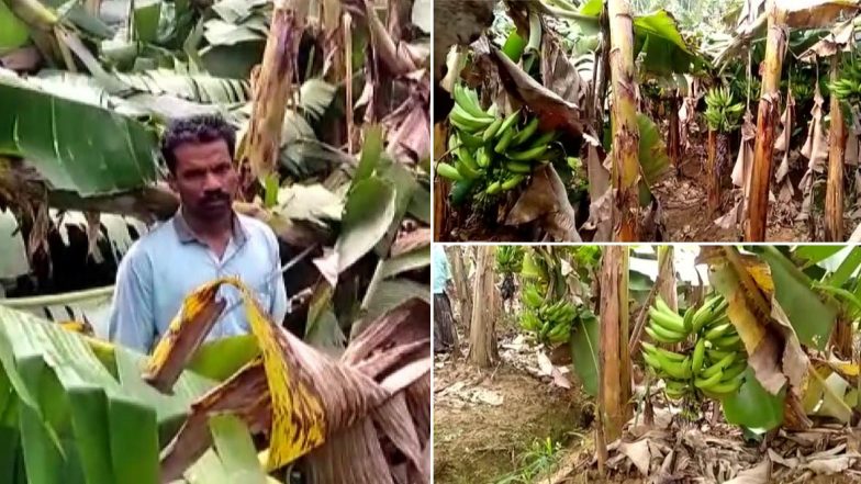 Heavy Summer Rain Damage 40,000 Banana Plants in Kerala's Wayanad Adding Woes To Farmers Who Are Facing Losses Due to COVID-19 Lockdown