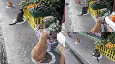 Stray Cats in Manila Follow Social Distancing 'Purr-fectly!' Pics of Felines Sitting in Marked Circles Meant For Humans Go Viral