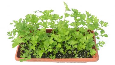 How to Grow Celery From Leftovers? Learn to Easily Grow This Leafy Vegetable at Home During Lockdown (Watch Video)