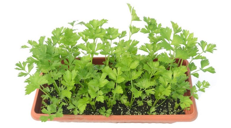Learn to Easily Grow Celery From Leftovers at Home During Lockdown (Watch Video)