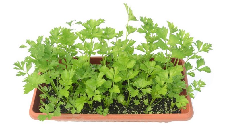 How to Grow Celery From Leftovers? Learn to Easily Grow This Leafy Vegetable at Home During Lockdown (Watch Video)