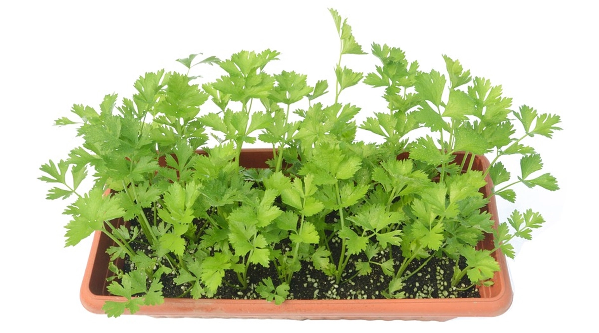 Lifestyle News Learn to Easily Grow Celery From Leftovers at Home