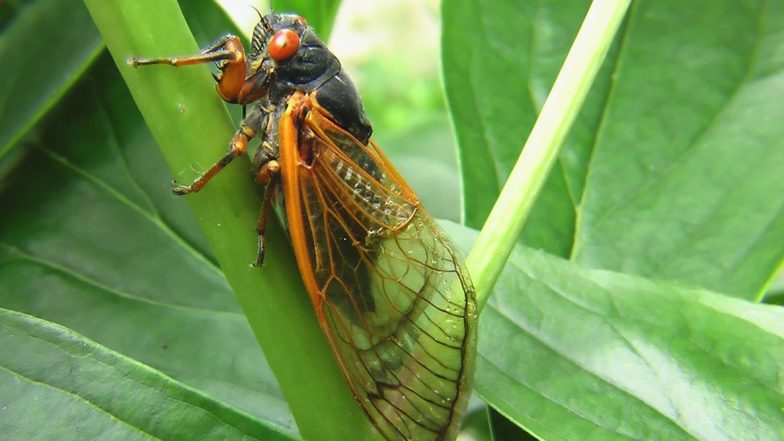Cicadas Seen in US First Time in 17 Years! Know If They Are Dangerous And Everything About These Periodical Insects 'Wailing Like Aliens'