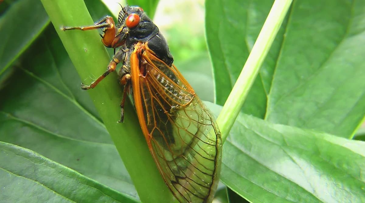 Science News Fungus Massospora Has Turned Cicadas Into Sex Crazed