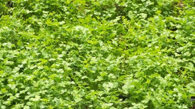 Coriander Health Benefits: From Lowering Blood Sugar to Strong Heart Health, Here Are Five Reasons to Eat This Herb