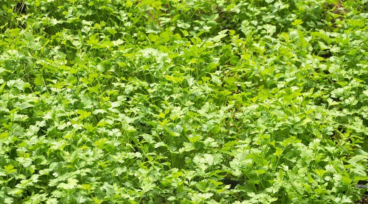 Health & Wellness News Coriander Health Benefits Here Are Five