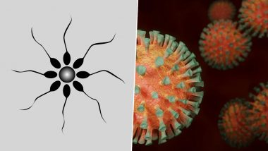 Coronavirus Can Spread Through Sex? COVID-19 Found in Semen of Infected Men Reveals Possibility of Sexual Transmission in New Study