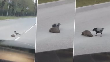 Forget Fake Crows Attack Video, Watch This Friendly Crow Help a Hedgehog Cross The Road In This Viral Clip!