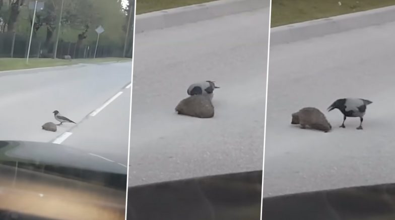 Watch Friendly Crow Help a Hedgehog Cross The Road In This Viral Clip!