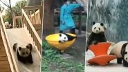 Cute Panda Videos Are Here to Cheer You Up! Watch Clips of Funny Panda Bears to Take The Blues Away