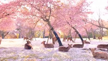 Herd of Deer Enjoying in Mesmerising Cherry Blossoms of Japan's Nara Park Looks Straight Out of Paradise (Watch Video)