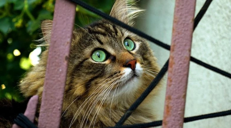 Cat From China At Chennai Airport Ready For Adoption After Three Months in Quarantine