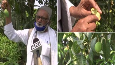 'Doctor Mango' Made in Lucknow by India's Mango Man! New Variety of Fruit Honours Health Care Workers  Braving The COVID-19 Pandemic (View Pics)