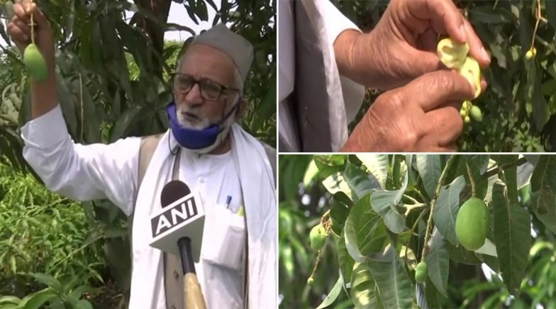 'Doctor Mango' Made in Lucknow by India's Mango Man! View Pics