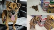 Dog Waits For Owner Who Died of COVID-19 at Wuhan Hospital for Three Months, Reminds Netizens of Hachikō! (See Pictures)